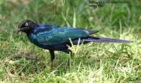 Rueppell's Glossy-Starling - Lamprotornis purpuropterus