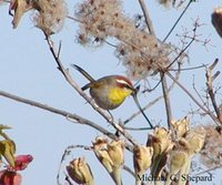 Rufous-capped Warbler - Basileuterus rufifrons