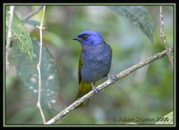 Blue-capped Tanager - Thraupis cyanocephala