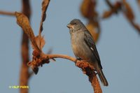 Plumbeous Seedeater - Sporophila plumbea