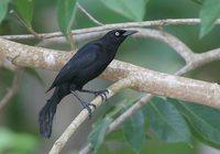 Carib Grackle - Quiscalus lugubris