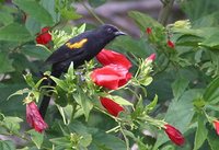 Epaulet Oriole - Icterus cayanensis