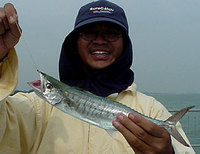 Diamond Trevally (Alectis indica)