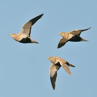 Black-bellied Sandgrouse