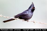 Phainopepla -male-  (Arizona)