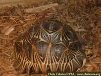 Radiated Tortoise, Geochelone radiata