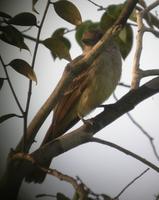 pale-bellied mourner