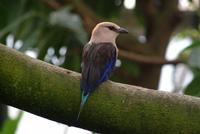 Blue Bellied Roller