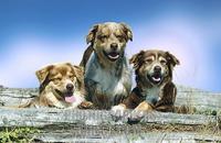 Australian Shepherd stock photo