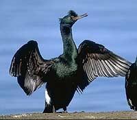 Pelagic               cormorants, Phalacrocorax pelagicus