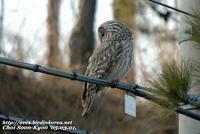 Fig. 15. Ural Owl : 긴점박이올빼미