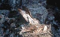 Osprey (Pandion haliaetus)  Source MMA