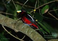 Black-and-red Broadbill