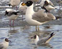 adult Pallas's Gull among Brown-headed Gulls