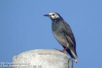 Fig. 5. Grey Starling : 찌르레기