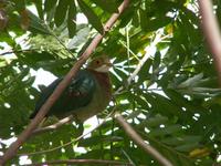 Pink-spotted Fruit Dove
