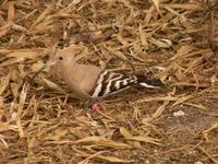 Eurasian Hoopoe