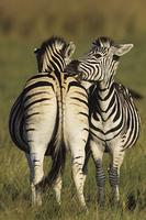 Burchell's Zebra, Equus burchelli, Mutual grooming, Midmar Game Reserve, South Africa (25894)