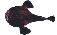 황아귀 Lophius litulon (Jordan)