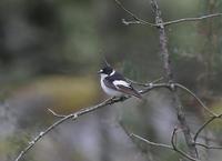 Collared Flycatcher (Ficedula albicollis)