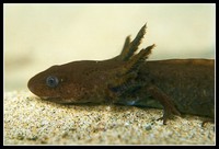 : Ambystoma gracile; Northwestern Salamander