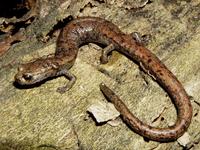 : Batrachoseps stebbinsi; Tehachapi Slender Salamander