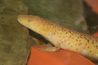 : Gyrinophilus gulolineatus; Berry Cave Salamander