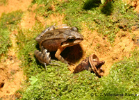 : Leptodactylus albilabris; Ranita de Labio Blanco