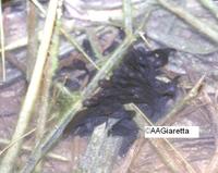 : Leptodactylus sp.