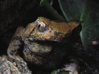 : Megophrys montana; Asian Horned Frog