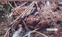 : Pseudopaludicola ternetzi