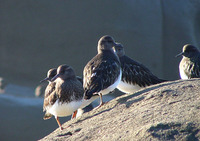 : Arenaria melanocephala; Black Turnstone