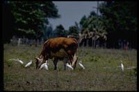 : Bubulcus ibis; Cattle Egret