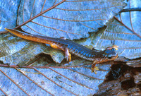: Rhyacotriton kezeri; Columbia Torrent Salamander