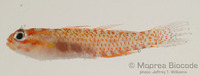 : Eviota albolineata