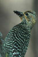 : Sphyrapicus thyroideus; Williamson's Sapsucker