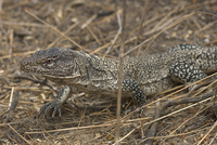: Callopistes flavipunctatus