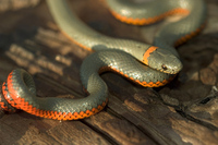 : Diadophis punctatus pulchellus; Coral-bellied Ringneck Snake