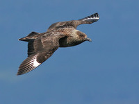 Great Skua