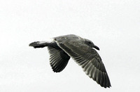 Glaucous-winged x Western Gull hybrid. 14 October 2006. Photo by Debbie Barnes