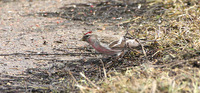 Common Redpoll Acanthis flammea flammea