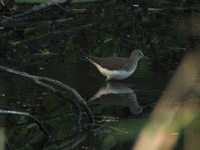 Tringa ochropus Green Sandpiper クサシギ