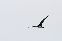 Arctic Skua