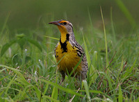 Meadow Lark