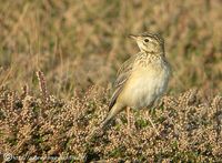 Pipit de Godlewski - Anthus godlewskii - Blyth's Pipit - photo de Aur