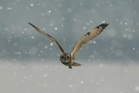 [쇠부엉이] 학명: Asio flammeus 영명: Short-eared Owl