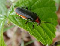 Cantharis rustica