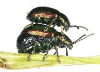 Gastrophysa viridula - Green Dock Beetle