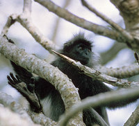 Silvered langur (Trachypithecus cristatus)