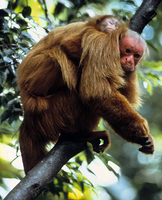 Red bald-headed uakari (Cacajao calvus rubicundus)